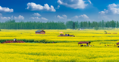 江苏省兴化市垛田油菜花自然生态景观