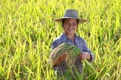 幸福亚洲女性农民拿着金饭碗的笑容在水稻
