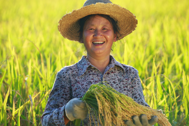 幸福亚洲女性农民拿着金饭碗的笑容在水稻