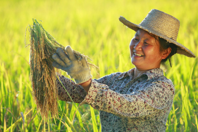 幸福亚洲女性农民拿着金饭碗的笑容在水稻
