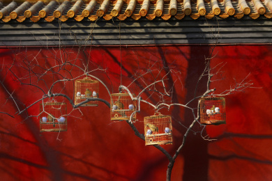 北京胡同--遛鸟