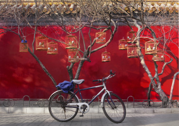 北京胡同--遛鸟
