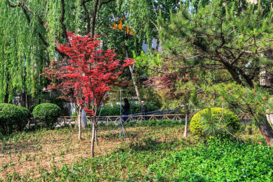 趵突泉景区随拍