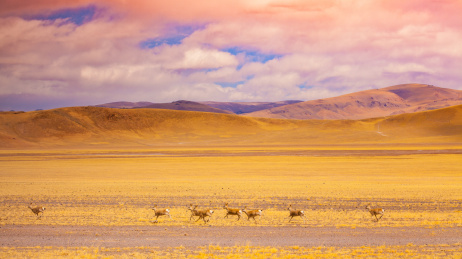 高原动物藏原羚 