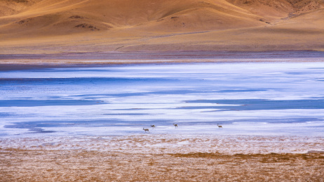 高原动物藏原羚 