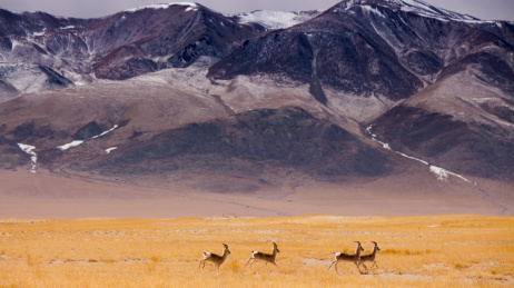 高原动物藏原羚
