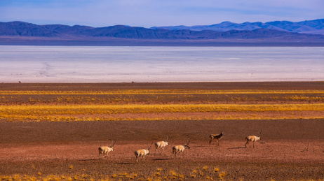 高原动物藏羚羊