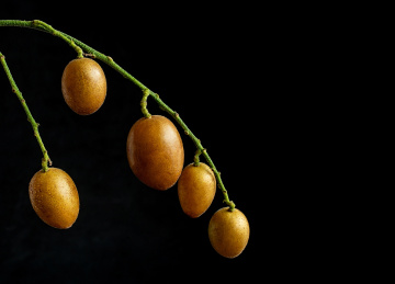 一串新鲜黄皮果在黑色背景上