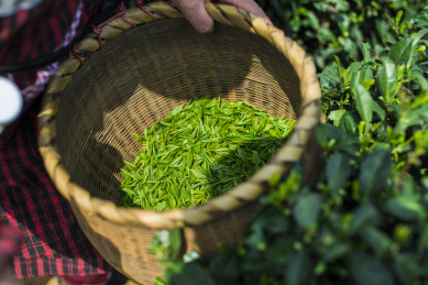 杭州西湖龙井嫩芽芽头采摘