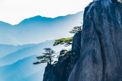 安徽省黄山市黄山风景区松树自然景观   