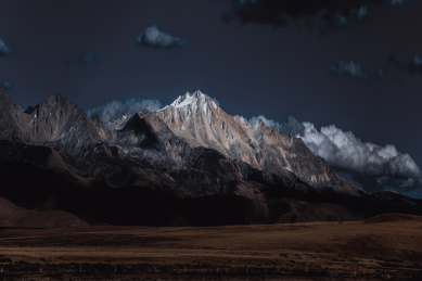 池塘里的水鸥与鹭鸶