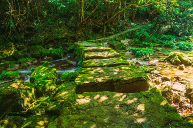 贵州茂兰国家级自然保护区