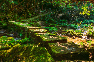 贵州茂兰国家级自然保护区