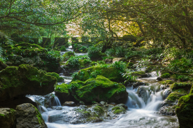 贵州茂兰国家级自然保护区
