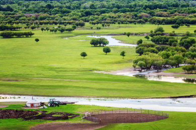 绿树成荫的湿地公园