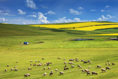 蓝天白云下大片的油菜花和羊群的大草原