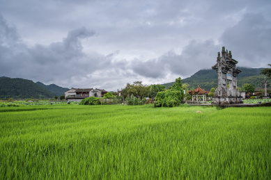 腾冲和顺古镇稻田