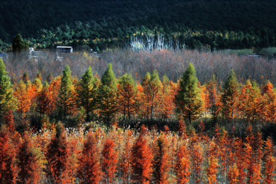 秋天来了昆明附近的山里叶子红了