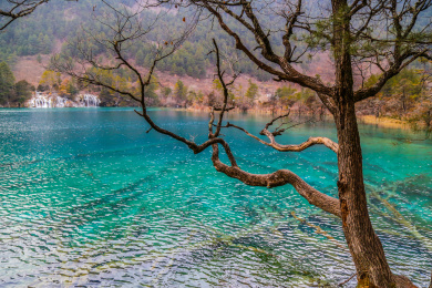 冬季的九寨沟湖底枯木