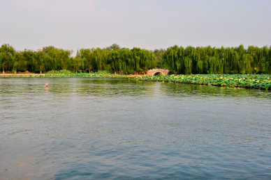 济南大明湖风景荷花