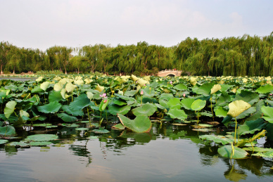 济南大明湖风景荷花