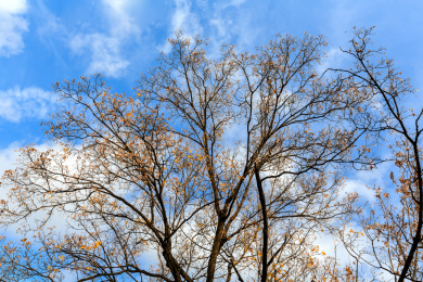 冬天落叶后的树枝