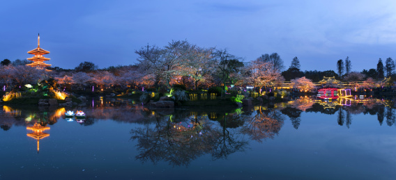 武汉东湖樱园五重塔夜景