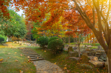湖北武汉公园深秋秋景
