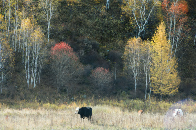 呼伦贝尔秋景