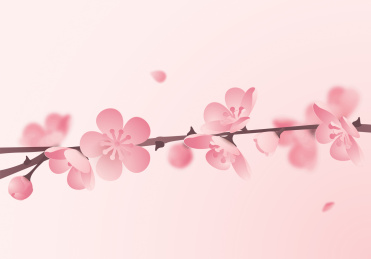 中国画风格的春天樱花