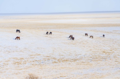 中国内蒙古呼伦贝尔冬天下雪的草原上牧马