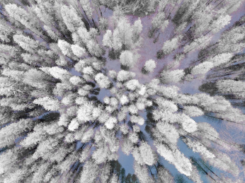 航拍水杉秋季景色