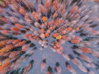 航拍水杉秋季景色