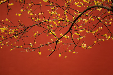 红色的墙与黄色的腊梅花