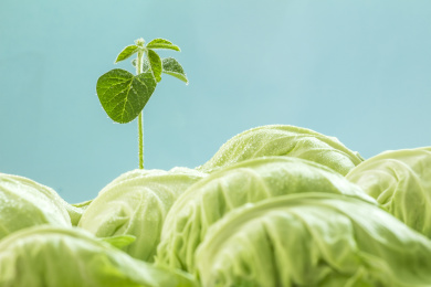 翠绿茁壮的嫩芽