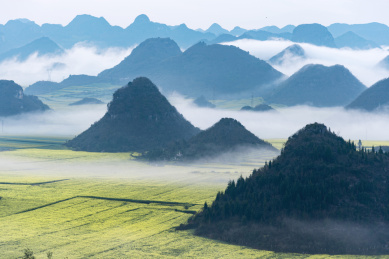 云南罗平金鸡峰丛景区油菜花晨雾