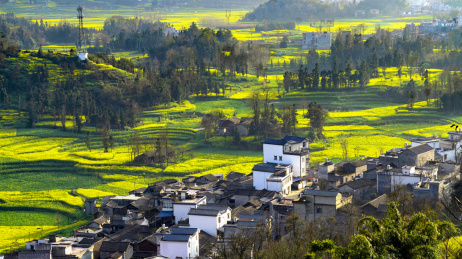 罗平螺丝田油菜花