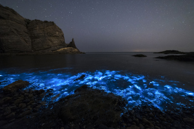 大连大黑石海边的荧光海