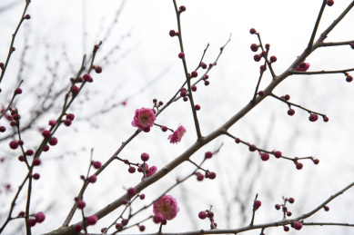 春天盛开的梅花