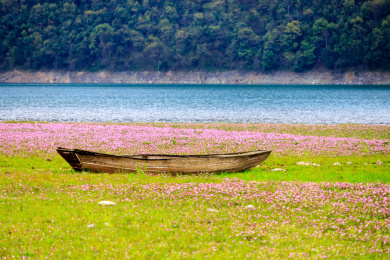 千岛湖湿地草丛