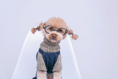 坐在椅子上的泰迪狗