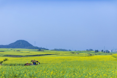 春天里的云南罗平县油菜花田