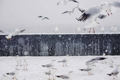 雪景中的昆明滇池大坝海鸥