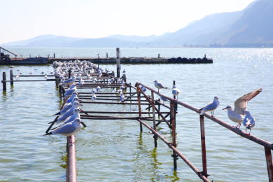 云南昆明滇池的红嘴鸥