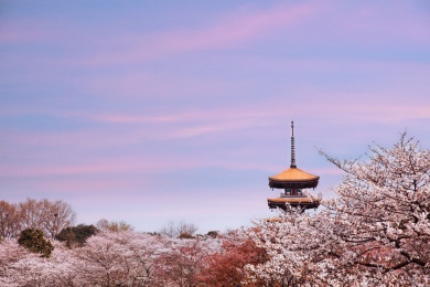 武汉东湖樱花园清秀典雅的唐风