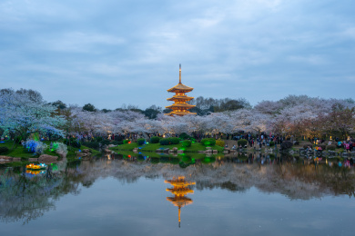 武汉东湖磨山樱园景区