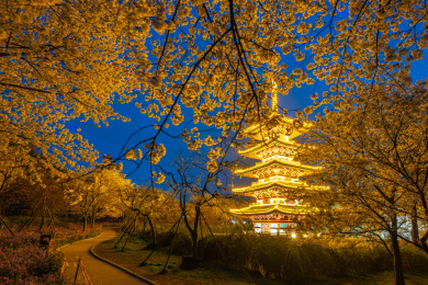 武汉东湖磨山樱园景区