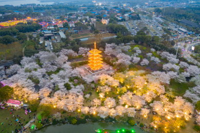 武汉东湖磨山樱园景区