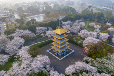 武汉东湖磨山樱园景区