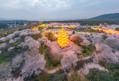 武汉东湖磨山樱园景区